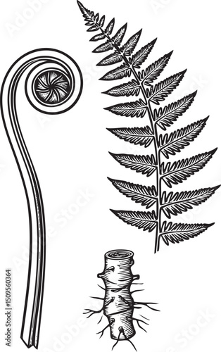spiral fern frond rests beside a detailed stem and root.