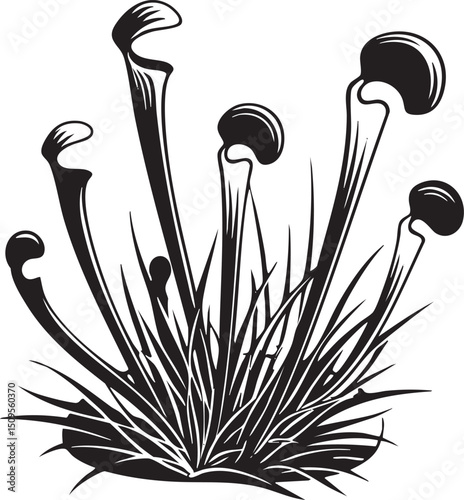 collection of carnivorous plants displays their traps.