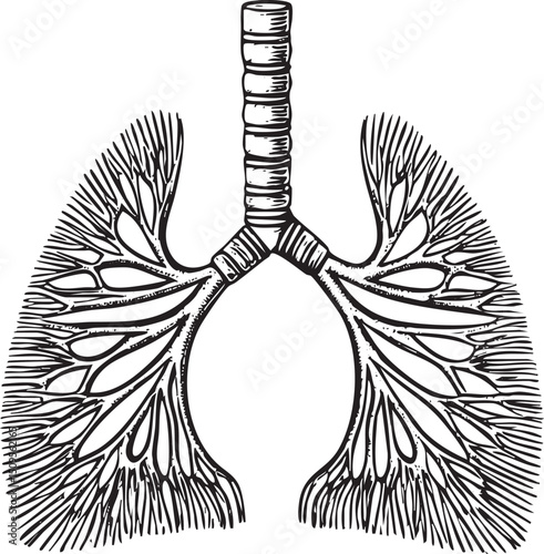detailed of a human respiratory system.
