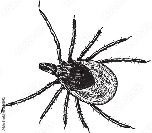 black tick rests on a textured surface.