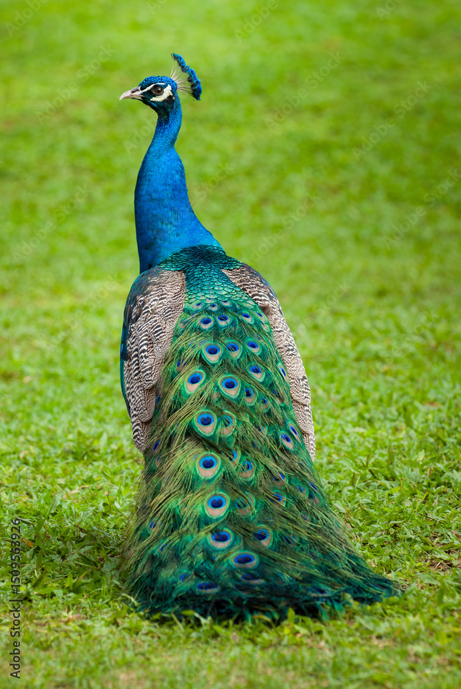 Obraz premium A full length portrait of a peacock from behind, showing its ornamental tail feathers trailing its colorful body
