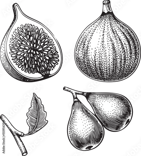 Black and white of a halved fig and two whole figs with a leaf.