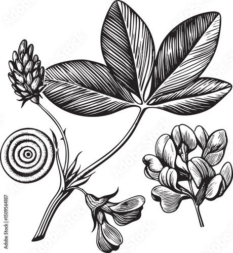 detailed black and white showcases a clover plant with its flower bud leaves and seed pod.