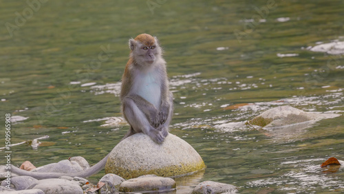 a long-tailed macaque sits on a rock beside the river at bukit lawang on sumatra, indonesia