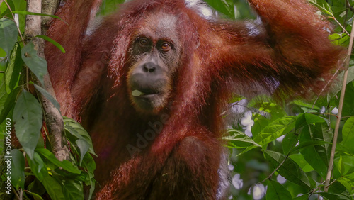 a close up of a female orangutan eating a white fruit in the rainforest of gunung leuser national park on sumatra, indonesia