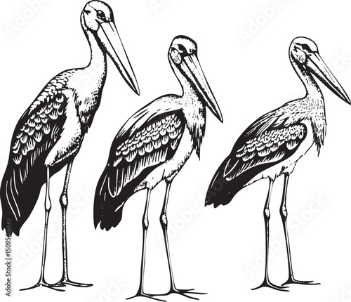 Three graceful storks stand attentively in a straight .