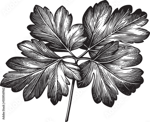Two delicate intricately detailed leaves emerge from a central stem.