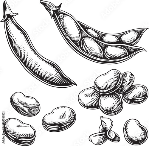 detailed black and white showcases a split pea pod with several peas nestled inside alongside individual peas scattered on a surface.