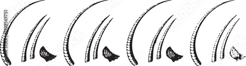 row of curved dark bristles extends upwards from a white surface.