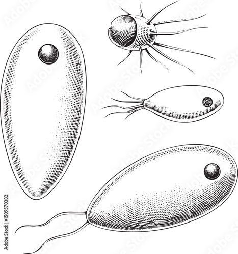 Four stylized monochrome illustrations depict oval-shaped organisms with dark central dots.