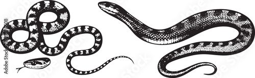 stylized black and white snake coils gracefully on a white background.