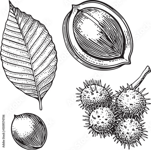 Black and white drawing depicts a chestnut leaf nut  and cluster of chestnuts.