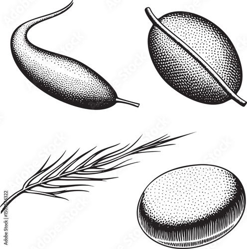 Four botanical seed shapes arranged in a linear composition.