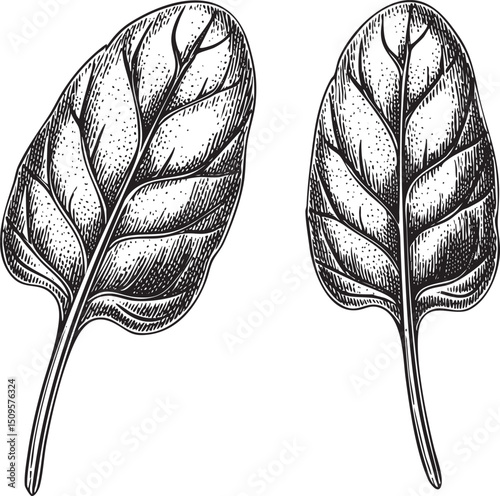 Two stylized leaves are depicted in black and white.