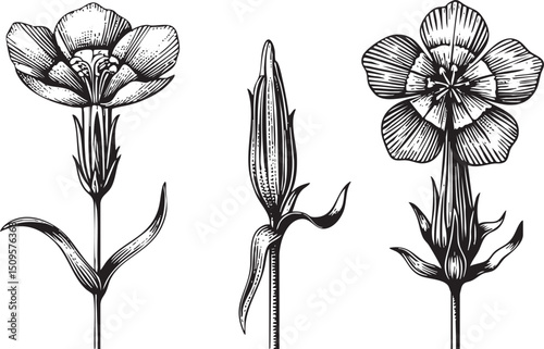 Three delicate wildflowers stand upright in a linear arrangement.