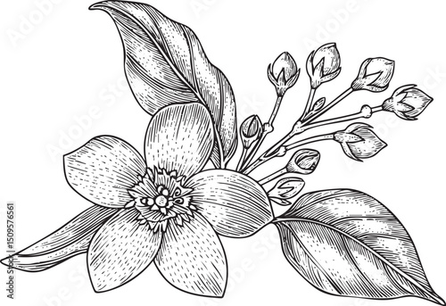 delicate orange flower blooms with vibrant petals and budding leaves.
