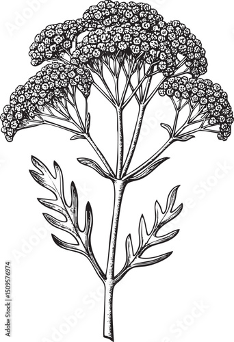 detailed black and white of a flowering plant with dense clusters of small blossoms.