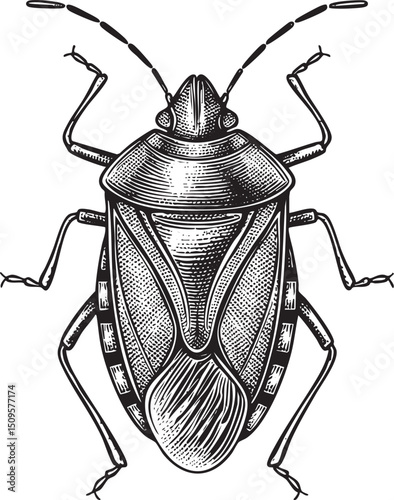 detailed black and white engraving depicts a large ornate bug.