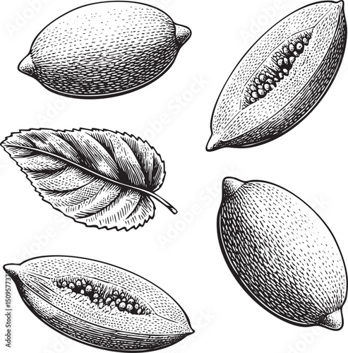 Four black and white illustrations depict and a leaf.
