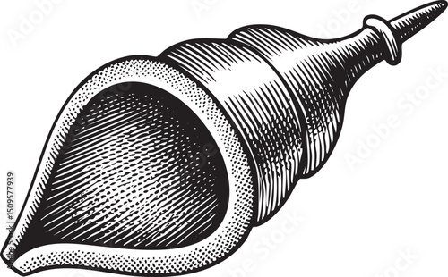 detailed black and white of a large conch .