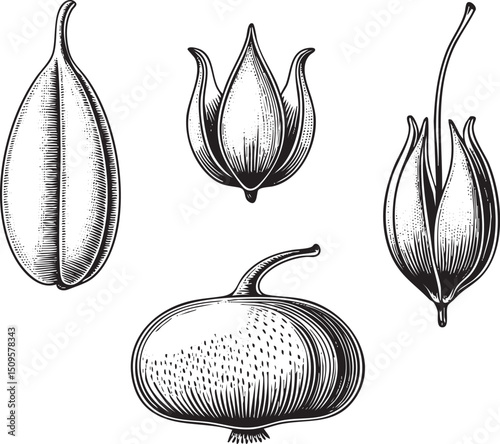 Five botanical seed pods display intricate and textures.