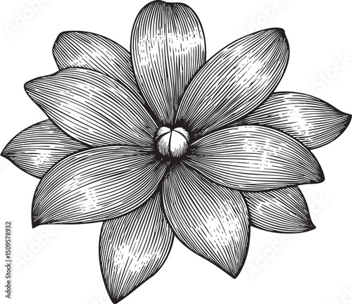 delicate black and white flower blooms with layered petals.