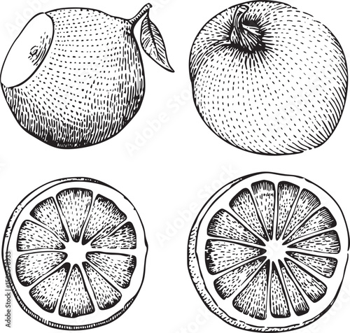 Four monochrome illustrations depict whole and halved citrus fruits.