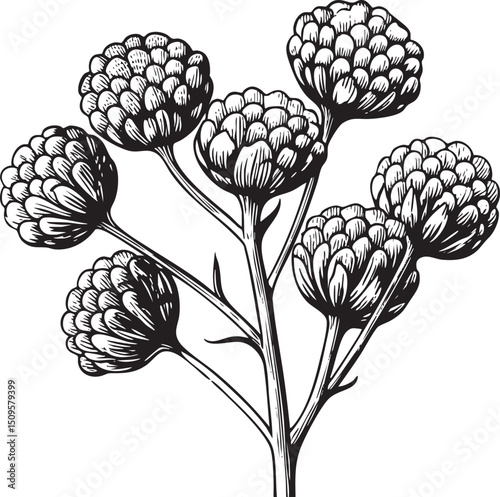 Five dark spherical flower heads sprout from a slender plant stem.