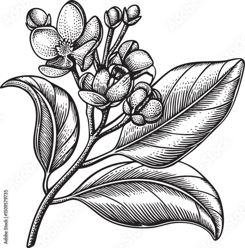 delicate branch displays blooming flowers and budding fruit.