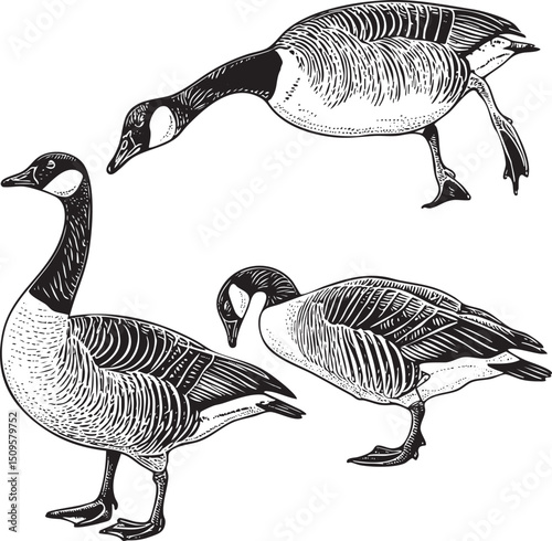 Two geese stand attentively in a  facing forward.