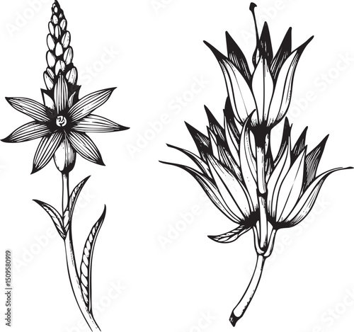 Two botanical illustrations showcase a flower and its seed head rendered in black ink.