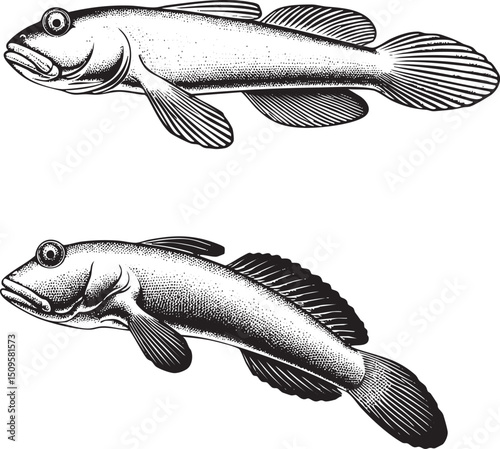 Two stylized fish illustrations swim in a linear arrangement.