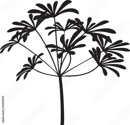 slender plant displays numerous delicate flower clusters.