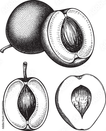 Two halved coconuts reveal their textured interiors.
