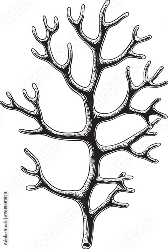 detailed black and white of a branching coral.