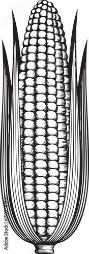 tall stylized of a mature corn cob.