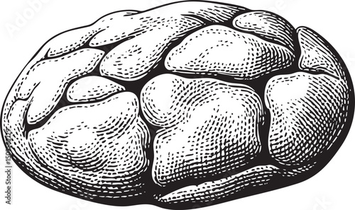 detailed textured of a human brain.