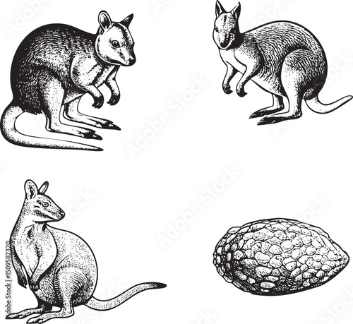Four stylized illustrations of kangaroos in various poses.