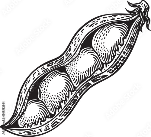 detailed black and white depicts a split pea pod revealing multiple peas within.