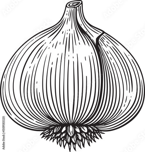 detailed black and white of a bulbous garlic head.