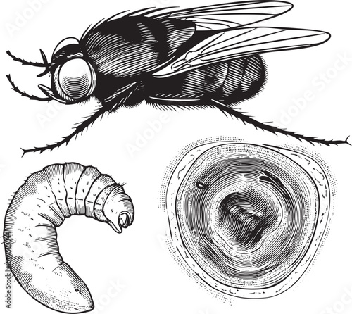 black fly hovers above a segmented larva and its tunnel.