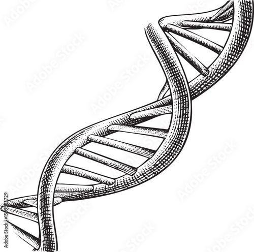 detailed black and white depicts a spiraling DNA double helix.
