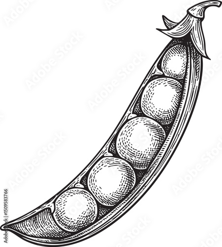 detailed sketch depicts a split pea pod containing four vibrant green peas.