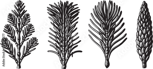 Four distinct evergreen branches and a pine cone stand in silhouette.