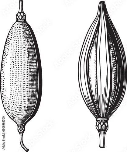 Two stylized elongated seed pods are depicted in black and white.