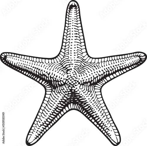 detailed black and white of a common starfish.