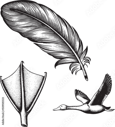 detailed black and white depicts a flying waterfowl with a feather and wing.
