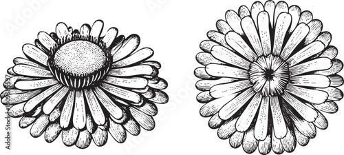 Two detailed black and white botanical illustrations depict daisy flower heads in profile.
