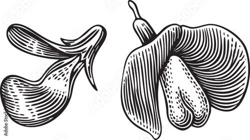 Two stylized seed pods are depicted in a detailed black and white .