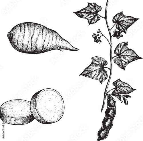 hand-drawn showcases a yam sliced sweet potatoes and climbing ivy.